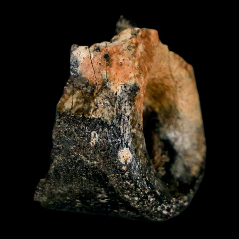 1" Raptor Dinosaur Fossil Toe Bone Judith River FM Cretaceous MT COA Display - Fossil Age Minerals