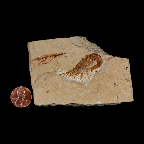 1.5" Fossil Shrimp Carpopenaeus Cretaceous Age 100 Mil Yrs Old Lebanon COA - Fossil Age Minerals