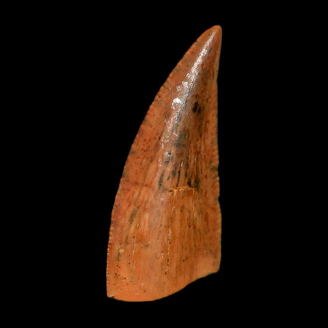 0.7" Abelisaur Serrated Tooth Fossil Cretaceous Age Dinosaur Morocco COA, Display