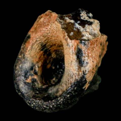 1" Raptor Dinosaur Fossil Toe Bone Judith River FM Cretaceous MT COA Display - Fossil Age Minerals