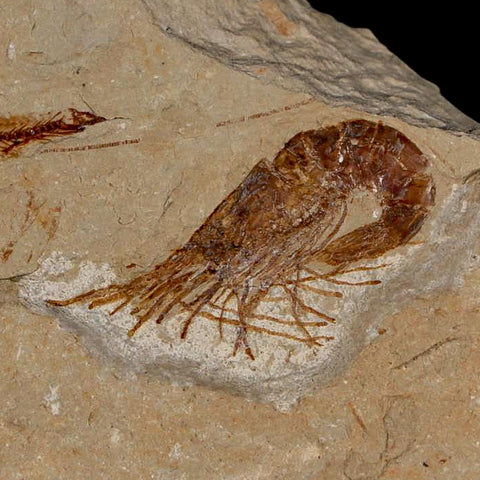 1.5" Fossil Shrimp Carpopenaeus Cretaceous Age 100 Mil Yrs Old Lebanon COA - Fossil Age Minerals