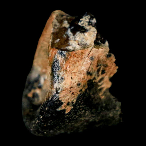 1" Raptor Dinosaur Fossil Toe Bone Judith River FM Cretaceous MT COA Display - Fossil Age Minerals