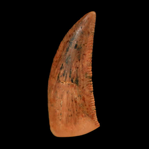 0.7" Abelisaur Serrated Tooth Fossil Cretaceous Age Dinosaur Morocco COA, Display
