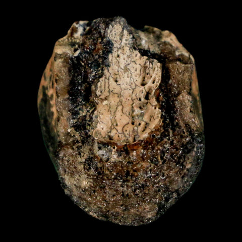 1" Raptor Dinosaur Fossil Toe Bone Judith River FM Cretaceous MT COA Display - Fossil Age Minerals