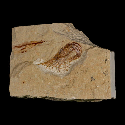 1.5" Fossil Shrimp Carpopenaeus Cretaceous Age 100 Mil Yrs Old Lebanon COA - Fossil Age Minerals