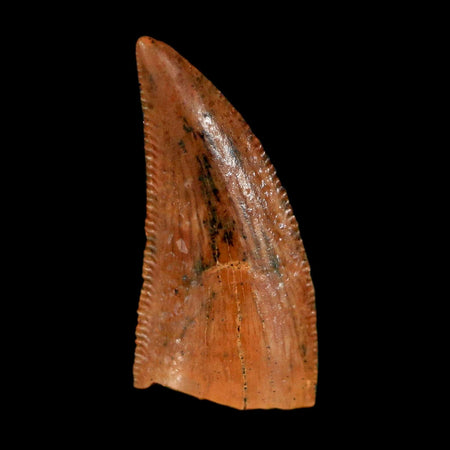 0.7" Abelisaur Serrated Tooth Fossil Cretaceous Age Dinosaur Morocco COA, Display