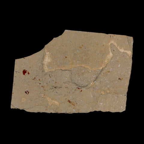 1.5" Fossil Shrimp Carpopenaeus Cretaceous Age 100 Mil Yrs Old Lebanon COA - Fossil Age Minerals