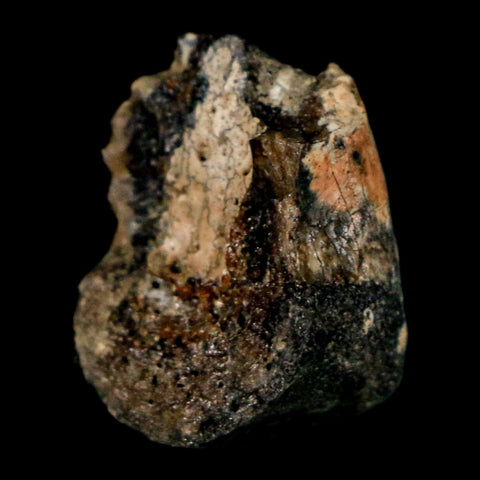 1" Raptor Dinosaur Fossil Toe Bone Judith River FM Cretaceous MT COA Display - Fossil Age Minerals