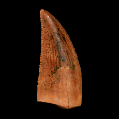 0.7" Abelisaur Serrated Tooth Fossil Cretaceous Age Dinosaur Morocco COA, Display