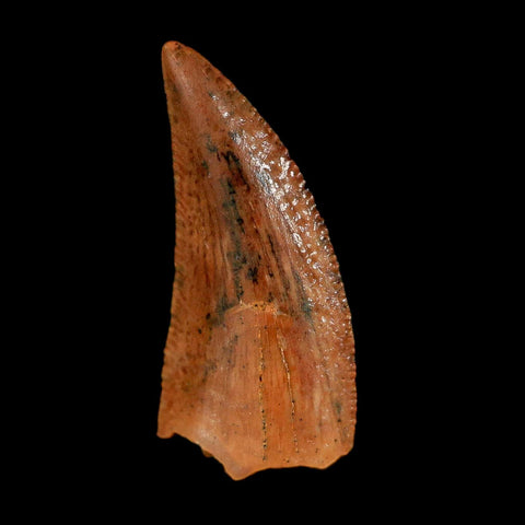 0.7" Abelisaur Serrated Tooth Fossil Cretaceous Age Dinosaur Morocco COA, Display