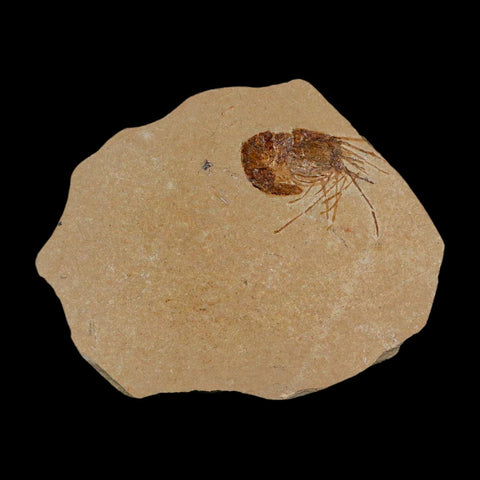 1.3" Fossil Shrimp Carpopenaeus Cretaceous Age 100 Mil Yrs Old Lebanon COA - Fossil Age Minerals