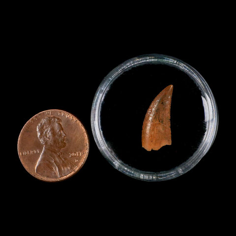 0.7" Abelisaur Serrated Tooth Fossil Cretaceous Age Dinosaur Morocco COA, Display