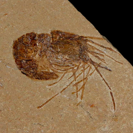 1.3" Fossil Shrimp Carpopenaeus Cretaceous Age 100 Mil Yrs Old Lebanon COA