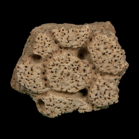 2.3" Glyptodon Fossil Osteoderm Scute Plate Bony Armor Pleistocene Uruguay COA - Fossil Age Minerals
