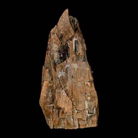 2.7" Tyrannosaurus Rex Fossil Bone Dinosaur Lance Creek Formation Wyoming COA - Fossil Age Minerals