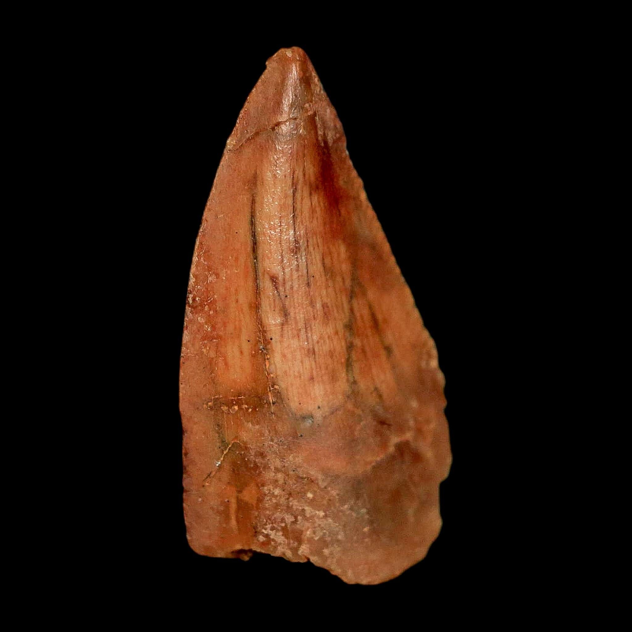 0.7" Abelisaur Serrated Tooth Fossil Cretaceous Age Dinosaur Morocco COA, Display - Fossil Age Minerals