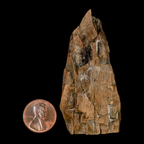 2.7" Tyrannosaurus Rex Fossil Bone Dinosaur Lance Creek Formation Wyoming COA - Fossil Age Minerals