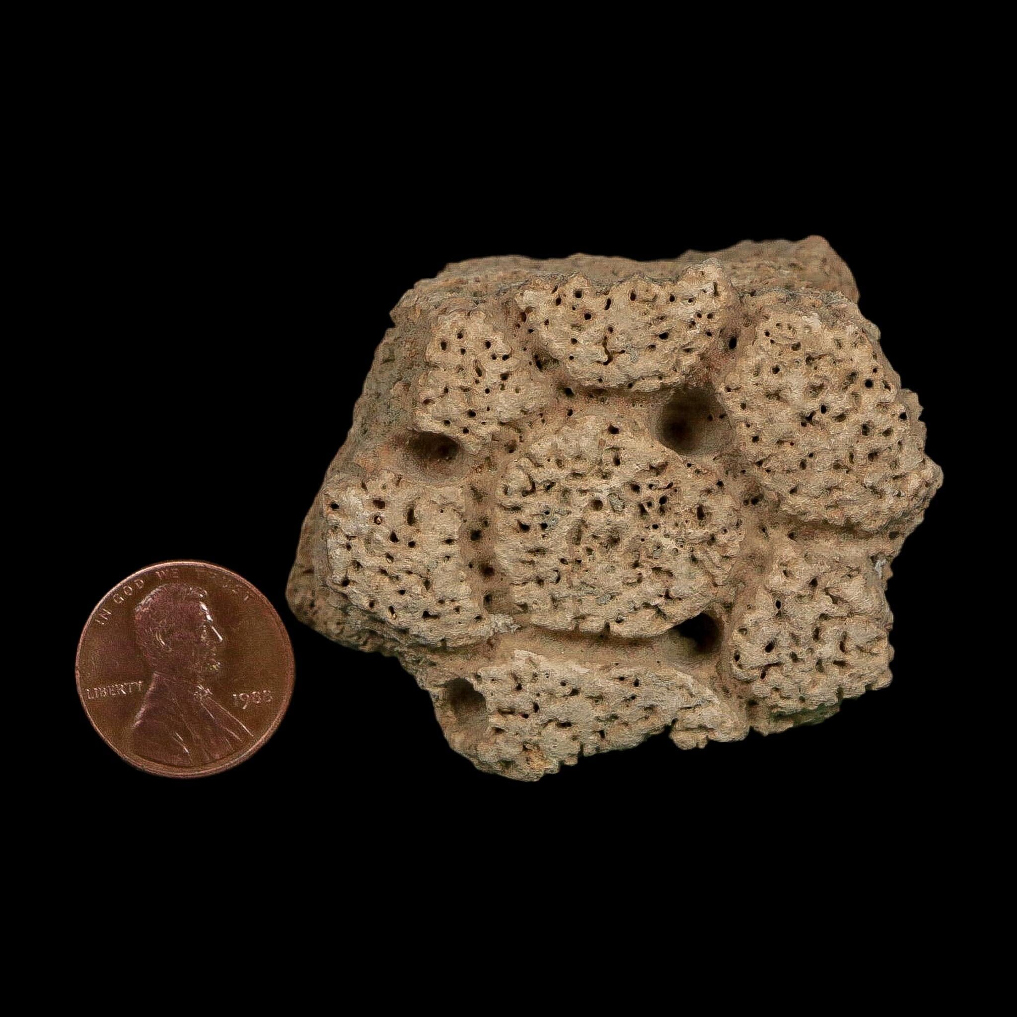2.3" Glyptodon Fossil Osteoderm Scute Plate Bony Armor Pleistocene Uruguay COA - Fossil Age Minerals