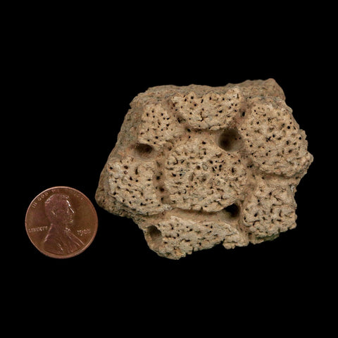 2.3" Glyptodon Fossil Osteoderm Scute Plate Bony Armor Pleistocene Uruguay COA - Fossil Age Minerals