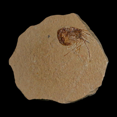 1.3" Fossil Shrimp Carpopenaeus Cretaceous Age 100 Mil Yrs Old Lebanon COA - Fossil Age Minerals