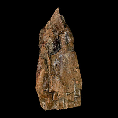 2.7" Tyrannosaurus Rex Fossil Bone Dinosaur Lance Creek Formation Wyoming COA - Fossil Age Minerals