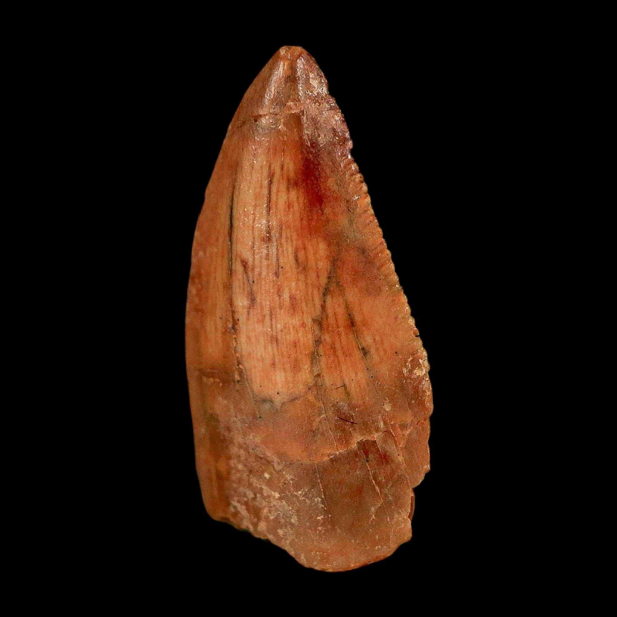 0.7" Abelisaur Serrated Tooth Fossil Cretaceous Age Dinosaur Morocco COA, Display - Fossil Age Minerals