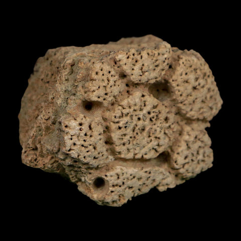 2.3" Glyptodon Fossil Osteoderm Scute Plate Bony Armor Pleistocene Uruguay COA - Fossil Age Minerals