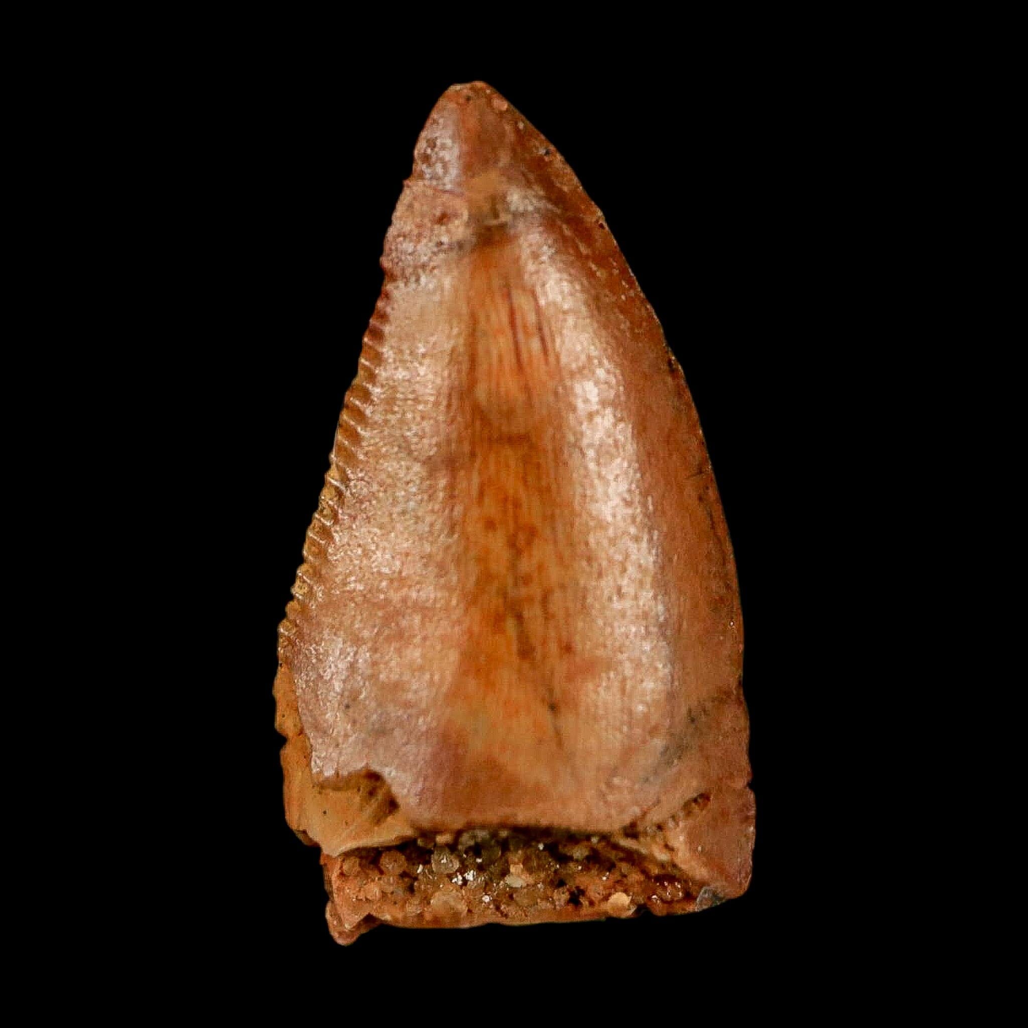 0.7" Abelisaur Serrated Tooth Fossil Cretaceous Age Dinosaur Morocco COA, Display - Fossil Age Minerals