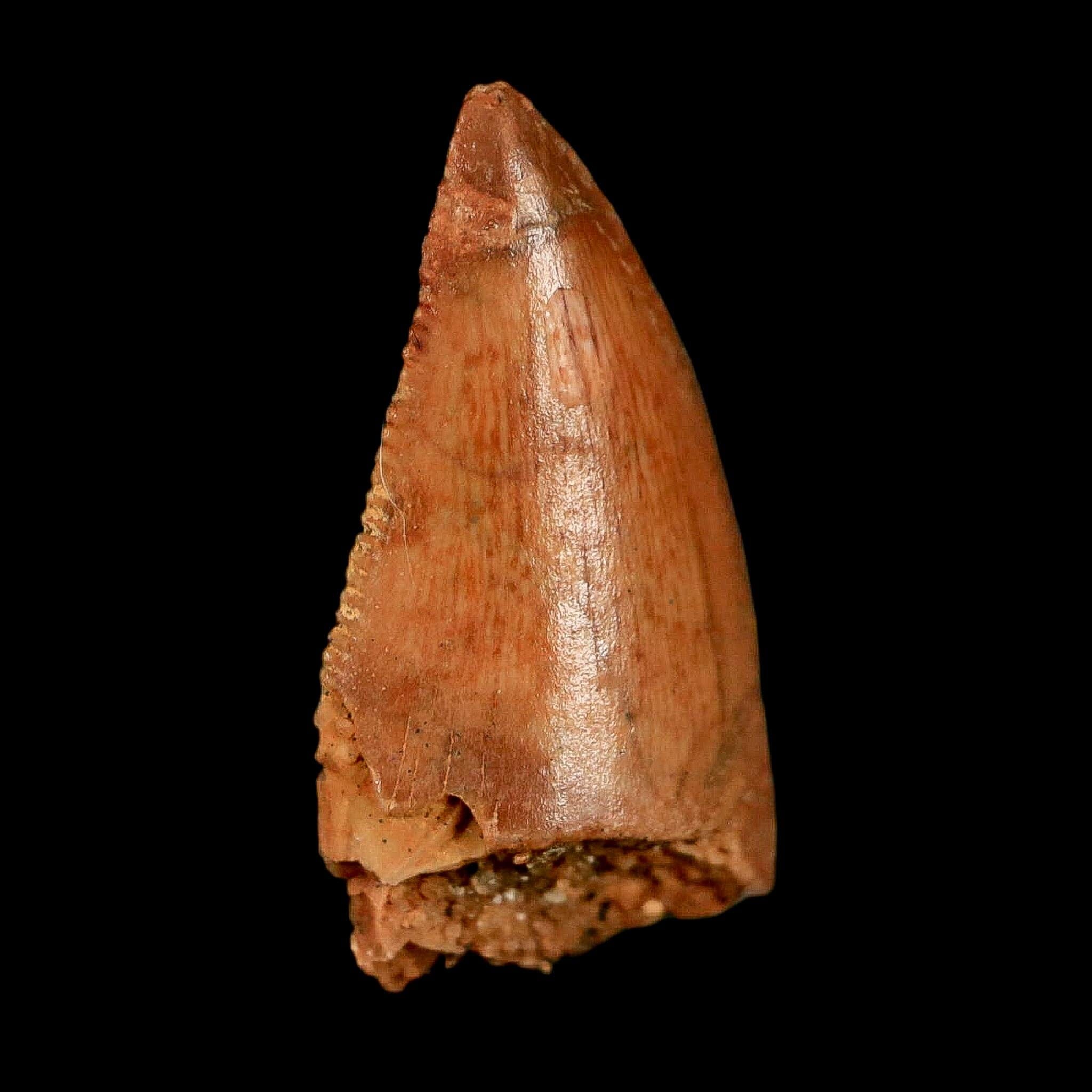 0.7" Abelisaur Serrated Tooth Fossil Cretaceous Age Dinosaur Morocco COA, Display - Fossil Age Minerals