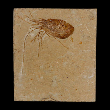 1.8" Fossil Shrimp Carpopenaeus Cretaceous Age 100 Mil Yrs Old Lebanon COA