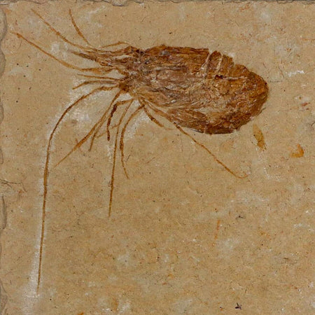 1.8" Fossil Shrimp Carpopenaeus Cretaceous Age 100 Mil Yrs Old Lebanon COA