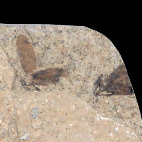 0.6 Detailed Two Fossil March Fly Insect Green River FM Uintah County UT Eocene Age - Fossil Age Minerals
