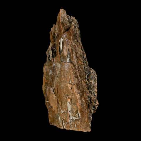 2.7" Tyrannosaurus Rex Fossil Bone Dinosaur Lance Creek Formation Wyoming COA - Fossil Age Minerals