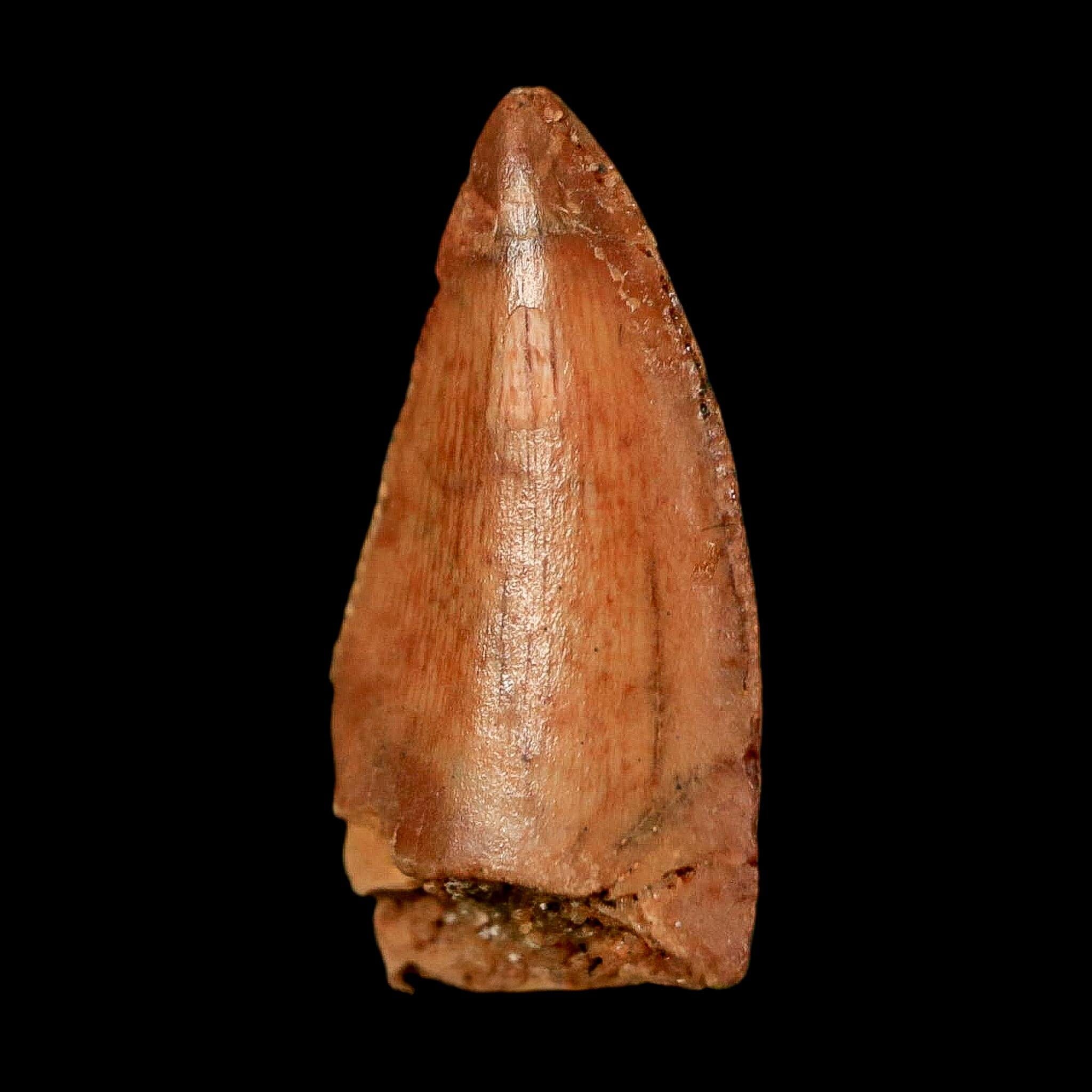 0.7" Abelisaur Serrated Tooth Fossil Cretaceous Age Dinosaur Morocco COA, Display - Fossil Age Minerals