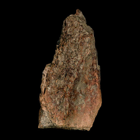 2.7" Tyrannosaurus Rex Fossil Bone Dinosaur Lance Creek Formation Wyoming COA - Fossil Age Minerals