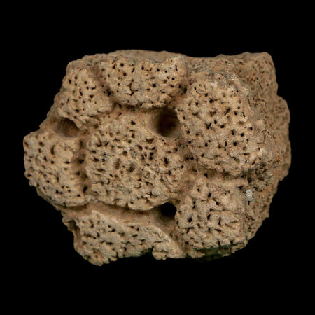 2.3" Glyptodon Fossil Osteoderm Scute Plate Bony Armor Pleistocene Uruguay COA