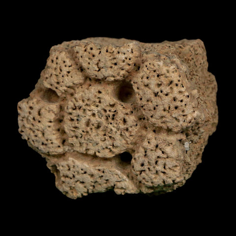 2.3" Glyptodon Fossil Osteoderm Scute Plate Bony Armor Pleistocene Uruguay COA - Fossil Age Minerals