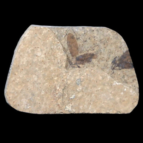 0.6 Detailed Two Fossil March Fly Insect Green River FM Uintah County UT Eocene Age - Fossil Age Minerals