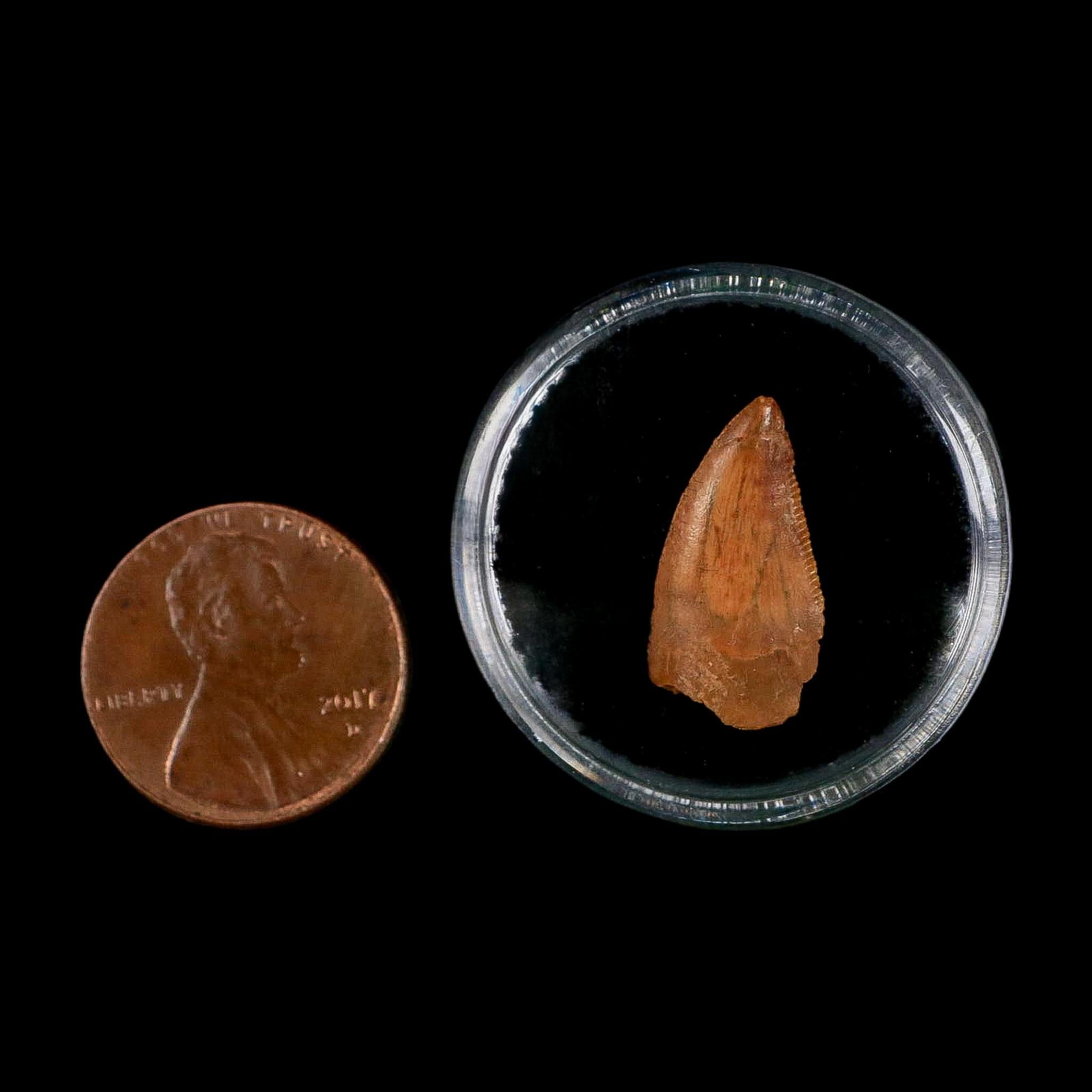 0.7" Abelisaur Serrated Tooth Fossil Cretaceous Age Dinosaur Morocco COA, Display - Fossil Age Minerals