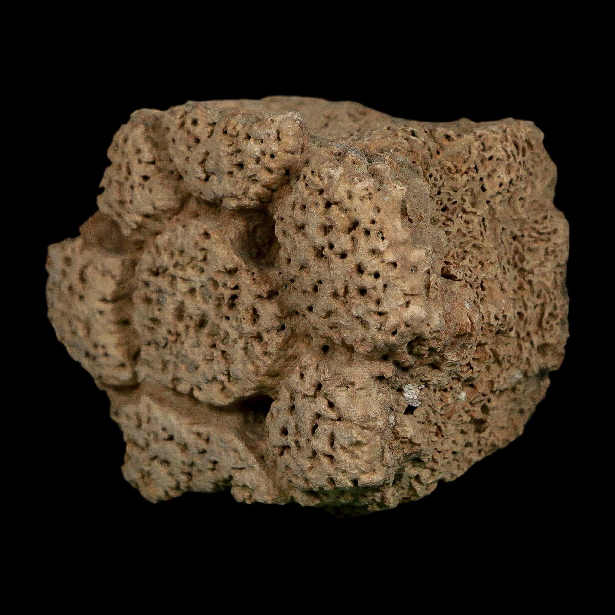 2.3" Glyptodon Fossil Osteoderm Scute Plate Bony Armor Pleistocene Uruguay COA - Fossil Age Minerals