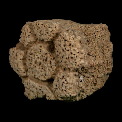 2.3" Glyptodon Fossil Osteoderm Scute Plate Bony Armor Pleistocene Uruguay COA - Fossil Age Minerals