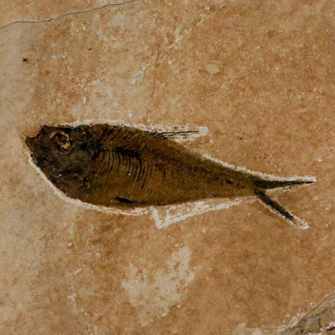 3.5" Diplomystus Dentatus Fossil Fish Green River FM WY Eocene Age COA, Stand - Fossil Age Minerals