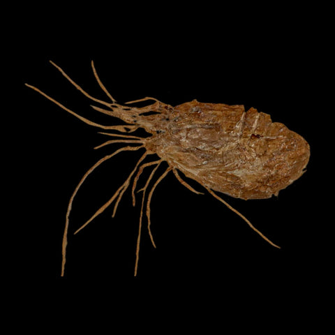 1.8" Fossil Shrimp Carpopenaeus Cretaceous Age 100 Mil Yrs Old Lebanon COA - Fossil Age Minerals