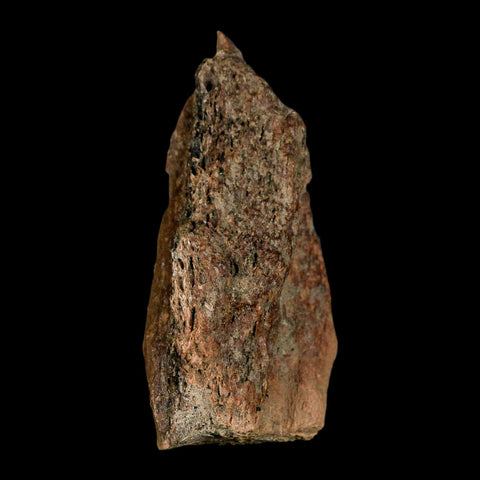 2.7" Tyrannosaurus Rex Fossil Bone Dinosaur Lance Creek Formation Wyoming COA - Fossil Age Minerals