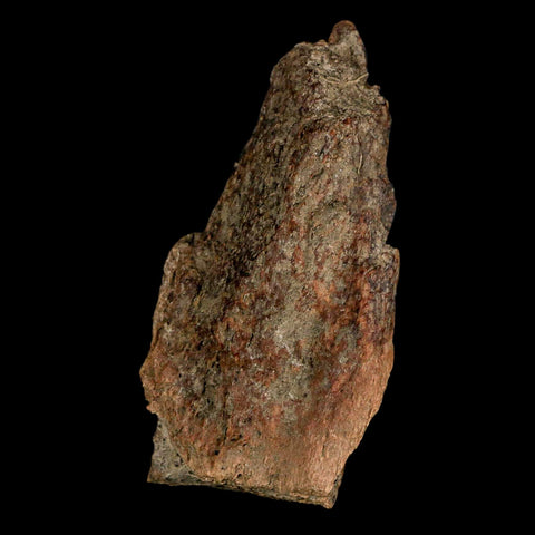 2.7" Tyrannosaurus Rex Fossil Bone Dinosaur Lance Creek Formation Wyoming COA - Fossil Age Minerals