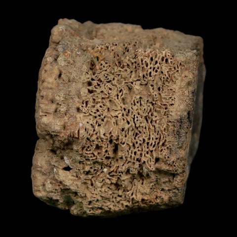 2.3" Glyptodon Fossil Osteoderm Scute Plate Bony Armor Pleistocene Uruguay COA - Fossil Age Minerals