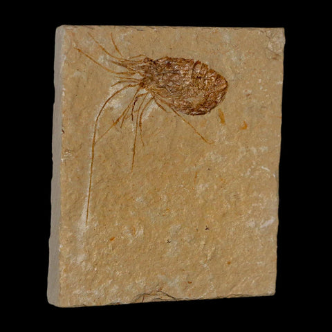1.8" Fossil Shrimp Carpopenaeus Cretaceous Age 100 Mil Yrs Old Lebanon COA - Fossil Age Minerals