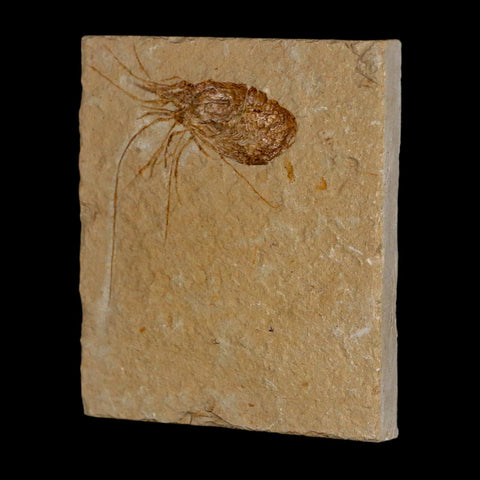 1.8" Fossil Shrimp Carpopenaeus Cretaceous Age 100 Mil Yrs Old Lebanon COA - Fossil Age Minerals