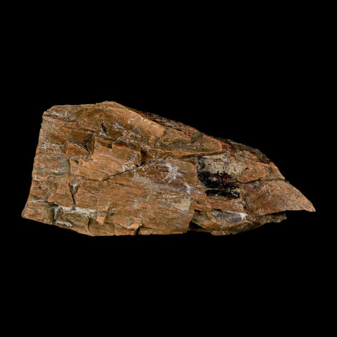 2.7" Tyrannosaurus Rex Fossil Bone Dinosaur Lance Creek Formation Wyoming COA - Fossil Age Minerals