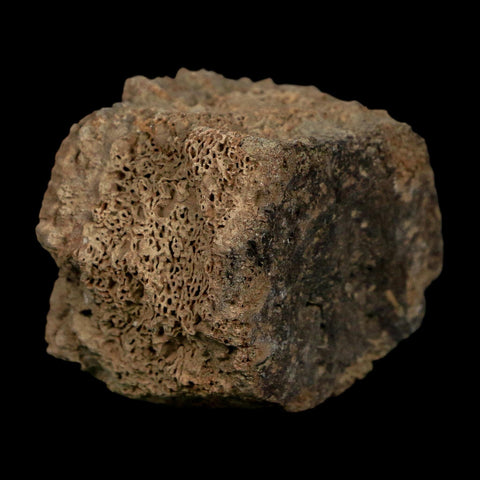 2.3" Glyptodon Fossil Osteoderm Scute Plate Bony Armor Pleistocene Uruguay COA - Fossil Age Minerals